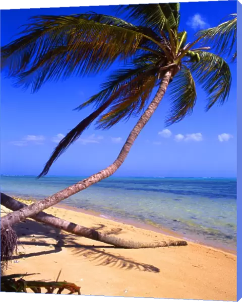 Tropical Islands: West Indies. Tobago. [5]