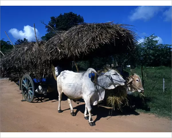 Sri Lanka Agriculture