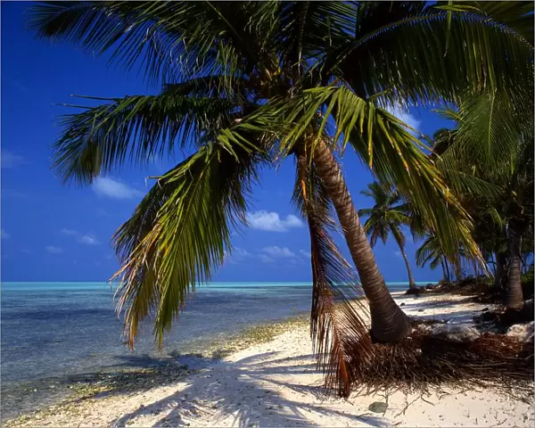 Tropical beauty Laccadives [Lakshadweep] Islands. Bangaram