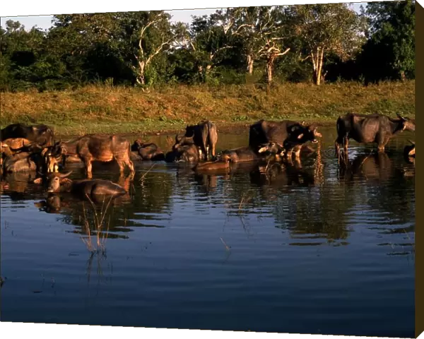 Sri Lanka Water Buffalo
