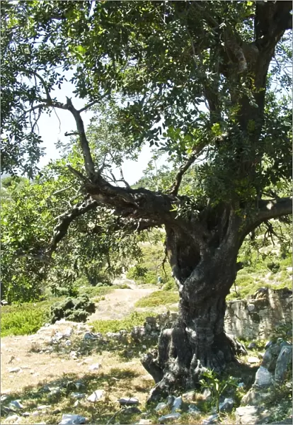 Old olive tree, on tiny island off southern Turkish coast. credit: Marie-Louise