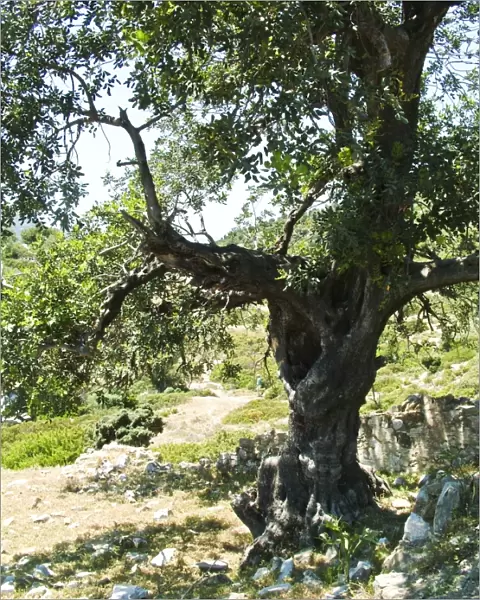 Old olive tree, on tiny island off southern Turkish coast. credit: Marie-Louise