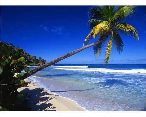 West Indies. Antigua. Beach scene, with palm tree. This is number three of a series