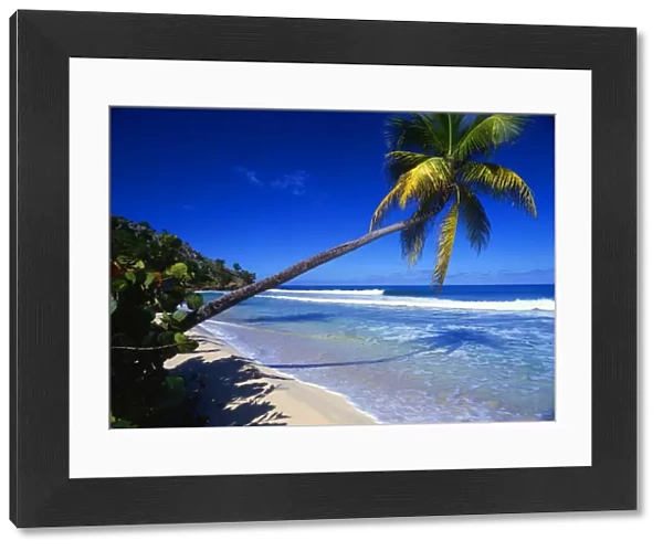 West Indies. Antigua. Beach scene, with palm tree. This is number three of a series
