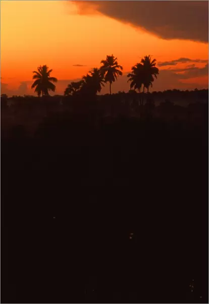 Dawn over rice fields, Sri Lanka
