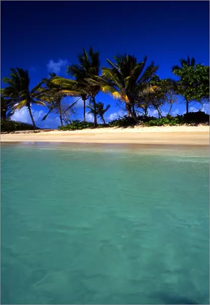Tropical beauty. The Grenadines. Mayreau Island