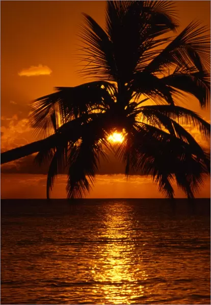 Sunset through palmtrees, over the sea