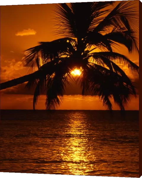 Sunset through palmtrees, over the sea
