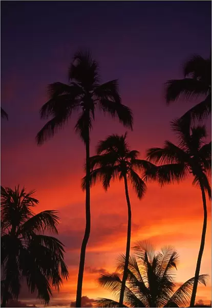 Seychelles Sunset with Palm Trees