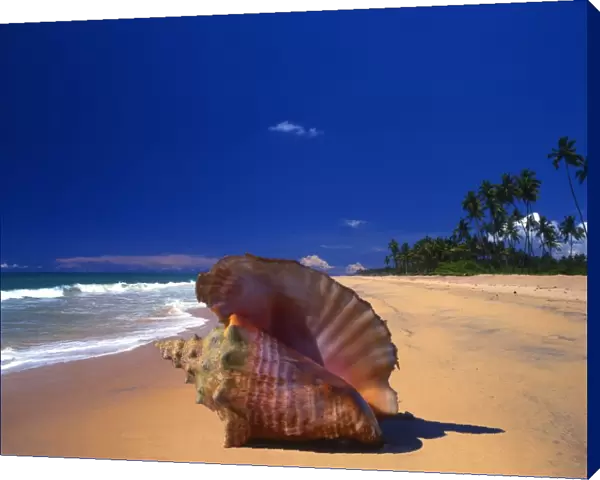 A beach to the north of Galle, Sri Lanka, with a shell in the foreground
