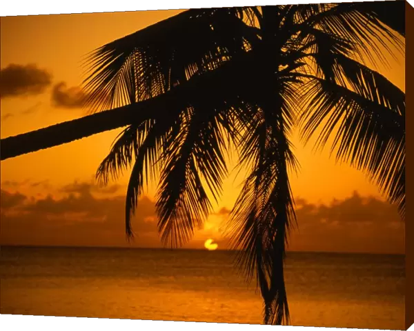 Sunset, through palm tree