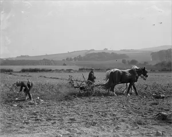 Farmers potato spinning in Farningham, Kent. 1936
