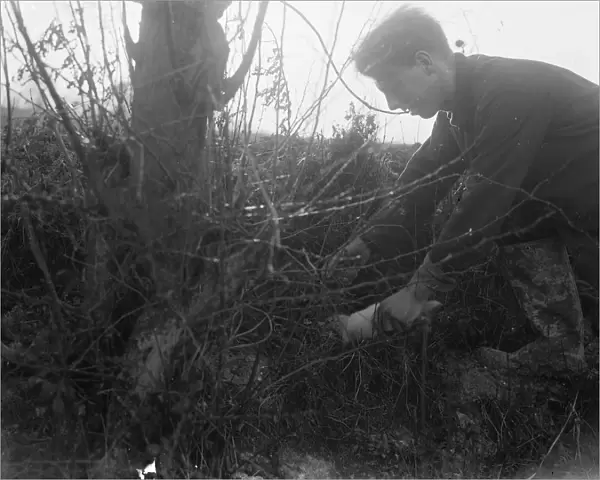 Rabbit hunting with a ferret. 1937