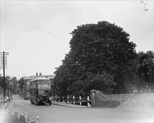Chestnut trees on the roadside in Farningham, Kent. 1935