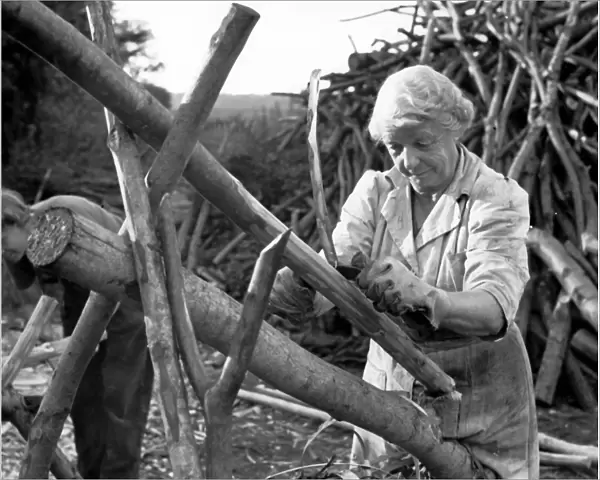 Mrs Henniker making fencing poles at Chilham Kent 1949
