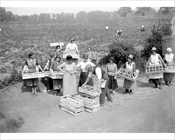 Strawberry harvest. 1934