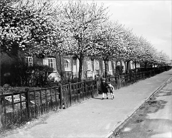 The pink walk. Blossom on the trees in Crayford, Kent. 1936