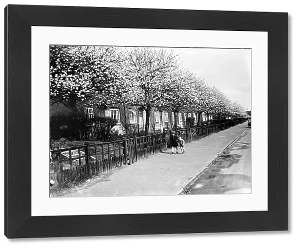 The pink walk. Blossom on the trees in Crayford, Kent. 1936
