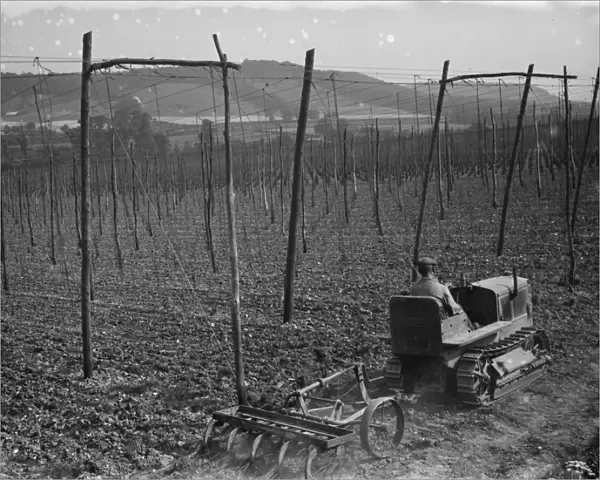A farmer on his International tractor draws a harrow between the hop vines