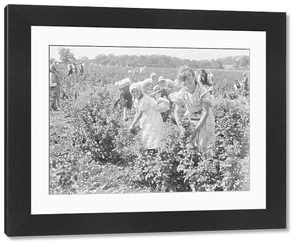Raspberry pickers in a field. 1939