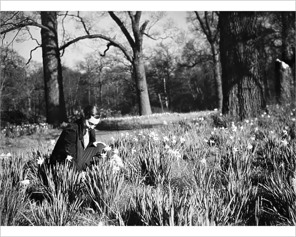 Daffodil time. 1935