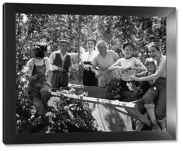 Hop Picking fun for all the family. Young and old pick hops by the binful. 1950s