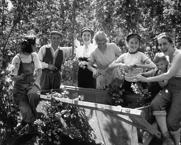 Hop Picking fun for all the family. Young and old pick hops by the binful. 1950s
