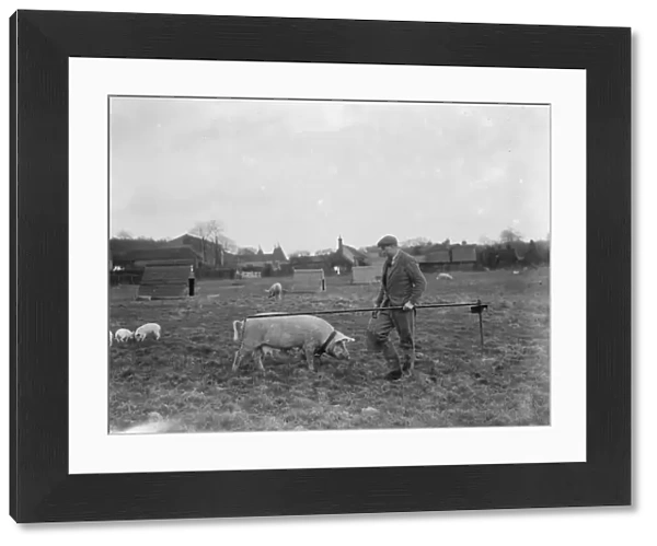 Pigs at Homewoods Farm in Seal, Kent. Farmer stands next to tethered sow. 1937