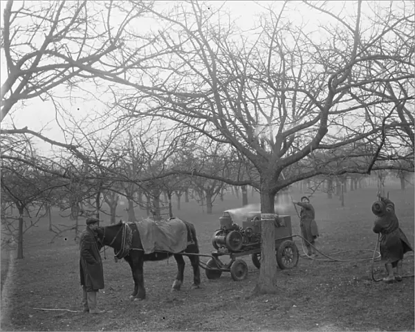 Spraying fruit trees. 1935
