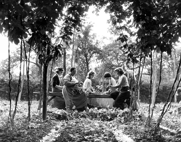 A party of hop pickers on a farm near the village of Paddock Wood in Kent. 9th September
