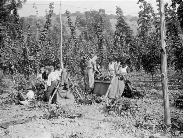 Hop picking at Maplescombe Farm, Farningham, Kent. 1938