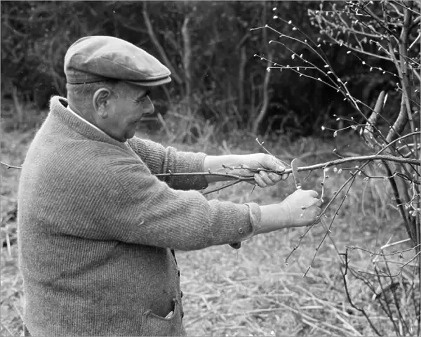 Mr Searles crafting himself a water diviner. 1936