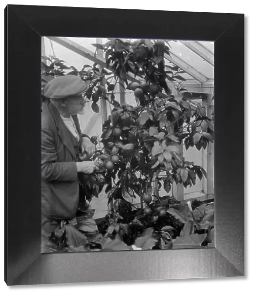 Mr G Lamb of Hextable shows off his orange plants. 1 March 1936