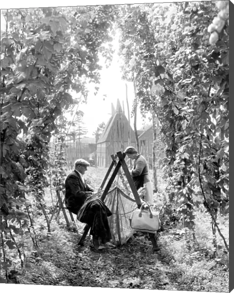 Hop picking in Paddock Wood Kent 7th September 1962