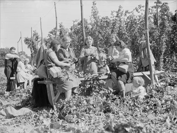 Women hop pickers in Beltring, Kent. Each worker has a gas mask over their shoulder