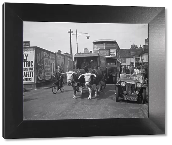A bullock and cart holding up traffic in Sidcup, Kent. 1938