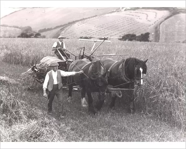 Harvest time in Cornwall