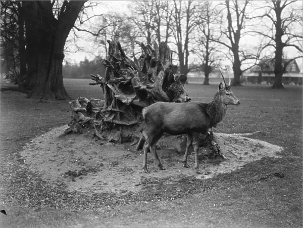 Bushey Park, United Kingdom. A deer surveys the wondrous scene as a result of the gale