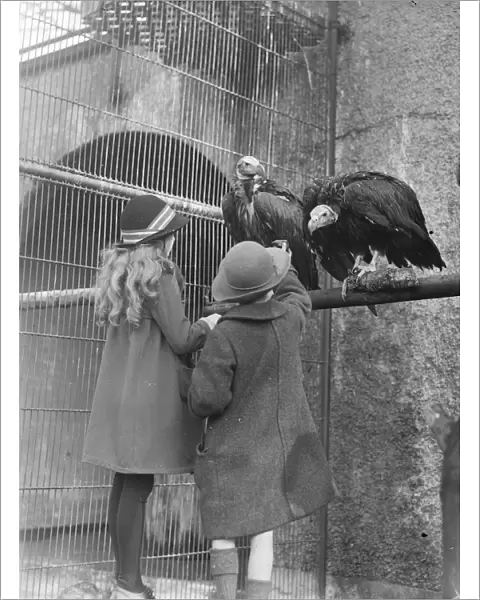 The sociable vultures, African birdsarrive at the zoo to make friends Two African