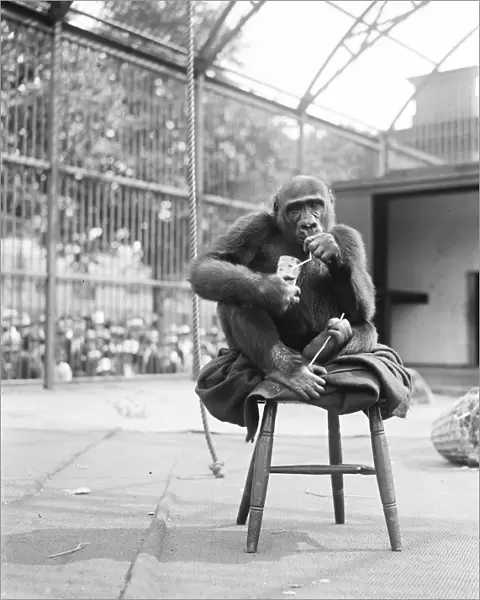 Sultry days at the zoo John Daniel, the famous gorilla, absorbs an iced fruit