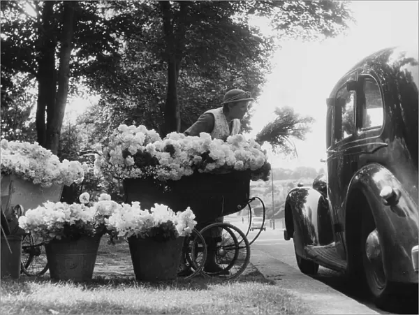 Sussex flower lady, Mrs Mary Cook, 58, Worthing, Sussex is a familiar site just outside