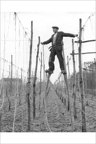 Stilt walker at work in Kent hopfields tying up the string on which hop bines will