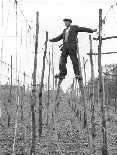 Stilt walker at work in Kent hopfields tying up the string on which hop bines will
