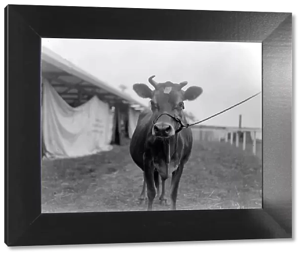 Kent County Show at Ashford - Arkonas Viscountess, Champion Jersey Cow, owned by Sir John B