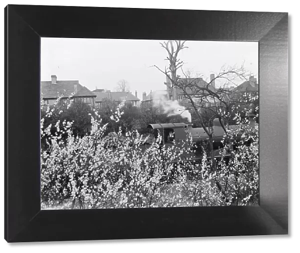 Plum blossom growing by a railway line. 1937