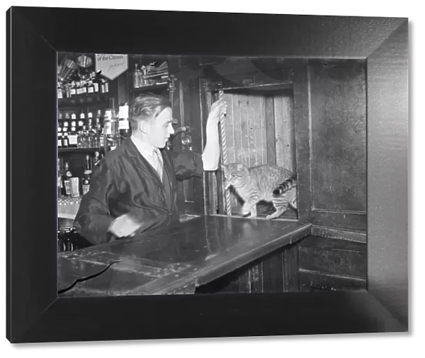 Cat in dumbwaiter at public house in Bellingham, London. 1939