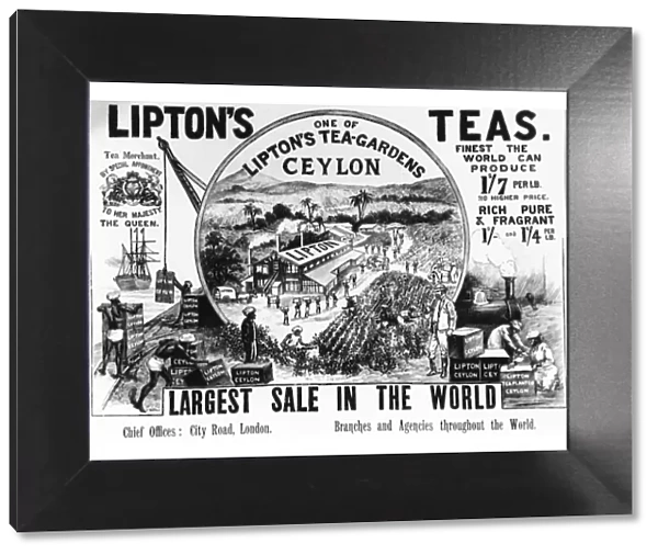 Advertisement for Lipton Tea 1896