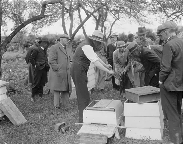 A Parson beekeeper showing off his hives. 1935