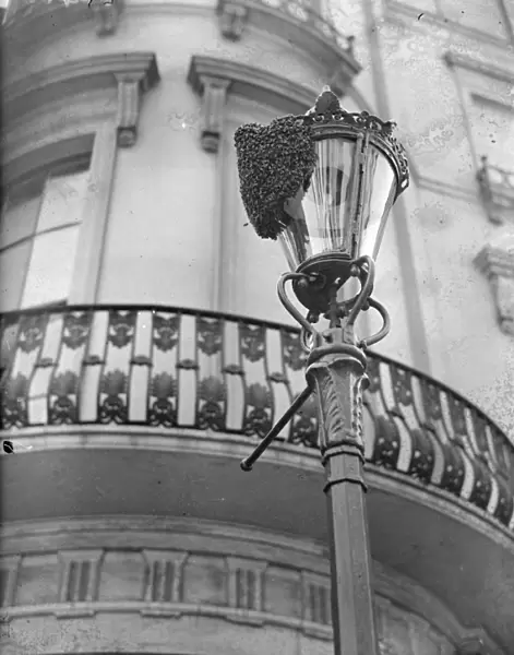 A swarm of bees on the lamppost in Westbourne Crescent, Bayswater
