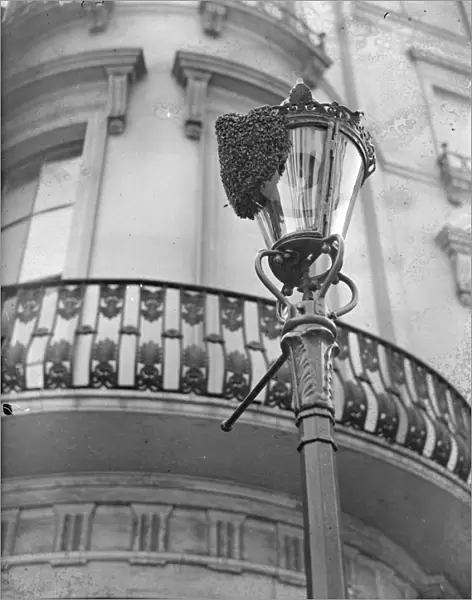 A swarm of bees on the lamppost in Westbourne Crescent, Bayswater